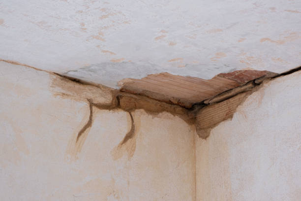 Best Carpet water damage restoration  in Gray, GA